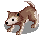 Baby Desert Wolf